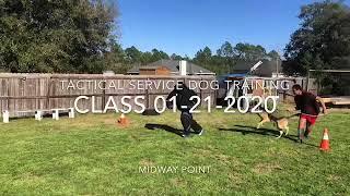 Tactical Service Dog Training Ace Georgia and Patton