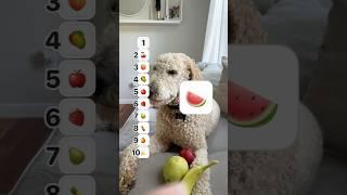 Watermelon is the best #food #dog #buddy #fruits #cute #yum #dogbreed #puppy #goldendoodle #cutie