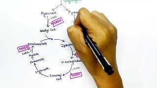 Krebs Cycle Biochemistry Hindi by Snigdha Goswami | Citric acid cycle | Tricarboxylic acid cycle