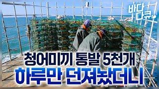 고소하고 향 좋은 청어를 통발 5000개에 썰어 넣은 결과 / 진도 최상급 꽃게잡이 / #바다다큐