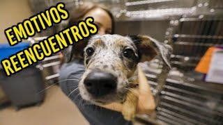 6 EMOTIVAS  HISTORIAS de MASCOTAS que REGRESARON A CASA