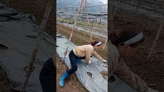Nay chuẩn bị luống cho vụ dưa mới nhé cả nhà