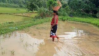 planting paddy trees, tribal farming style, sambari tribe vlogs