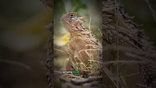 The Horned Lizard Can Shoot Blood From Its Eyes – Here’s Why #shorts #buzzbilt