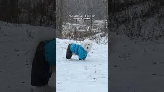 Первое знакомство Тиши со снегом