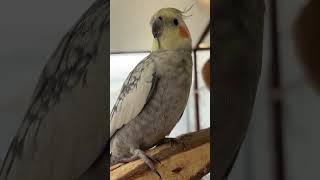 Most Angry Cockatiel on Earth  Cockatiel Voice #cockatail #parrot