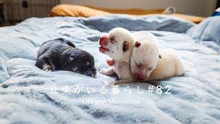 【感動】愛犬ヒナタの出産で深まった家族の絆