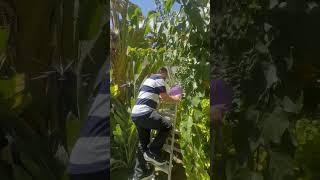 تلقيط المشمش