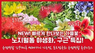 [07.28] 노지월동 여름야생화, 빠르게 만나보는 가을꽃! 베란다식물까지 소개해요 010.8446.1438 문자주문 백합 하늘바라기 용담 꽃무릇 상사화 루드베키아 후룩스