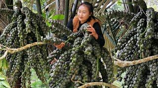 Harvesting apples and strange fruits in the forest to bring to the market to sell | Ly Thi Tam