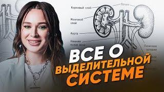 ВЫДЕЛИТЕЛЬНАЯ СИСТЕМА ЗА 20 МИНУТ ДЛЯ ЕГЭ ПО БИОЛОГИИ | Женя Биологичка | ЕГЭLAND