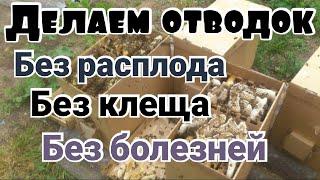 Как сделать отводок пчел без болезней на голую вощину.  Пчеловодство.