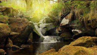 Quiet sounds from the river, water sounds in the forest to sleep, meditate, rest - stress relief