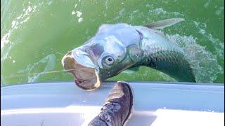 TARPON & Shrimp {Catch Clean Cook} Bud n' Mary's Marina