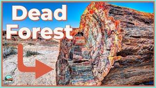 How These Trees Turned Into Rocks (Petrified Forest Explained)