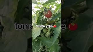 grape tomato , Betel Maranata
