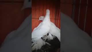 Indian loton pigeon | #Shorts