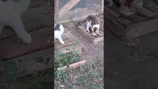 Забавные котята Милые кошечки Крутые коты #cute #funncats #animal #kittencomedy #funny #cutekittten