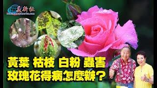 黃葉，枯枝，白粉，蟲害，玫瑰花得病怎麼辦？