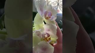 #orchid #цветы #flowers #орхидеи #jewelry #butterfly #бабочка #мутант #phalaenopsis #фаленопсис