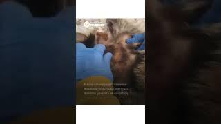 В единственном на Урале приюте для диких животных спасли замученного енота