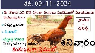 09 Nov 2024 Today winning colours/Today winning colours /vision of kukkuta sastram in colours update