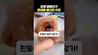 천재 댕댕이가 동생을 배신한 이유