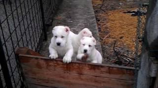 Central Asian Shepherd Dog puppies