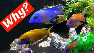Why Keep African Cichlids? - Despite "Never a Dull Moment!" - Why I Choose African Cichlids!