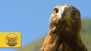 Golden Eagle | Planet Doc Express