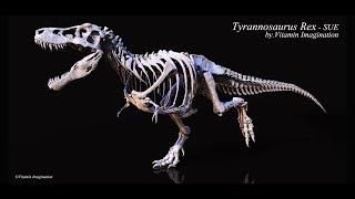 Tyrannosaurus Rex [Sue] skelleton by. Vitamin Imagination