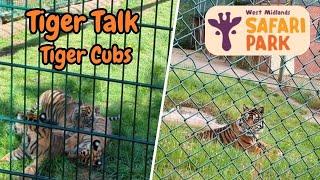 Tiger Talk with Baby Tiger Cubs Tiger Takeover 2025 at West Midlands Safari Park