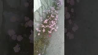 #미타암#무심법사#무슨꽃인지 가르쳐주세요 몰라서요