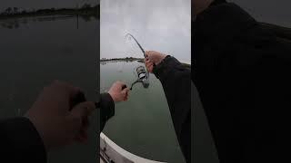 #branzino #daiwa #shimano #varivas #laguna #pesca #spigola #pescando #catchandrelease
