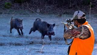 EXCITING BOAR CHASE: Unbelievable Shots, TOP HUNTING Scenes, AMAZING DOGS!