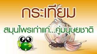 กระเทียม (Garlic) สมุนไพรเก่าแก่ คู่มนุษยชาติ