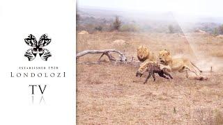 Unforgettable Encounter: 5 Lions Ambush One Hyena!