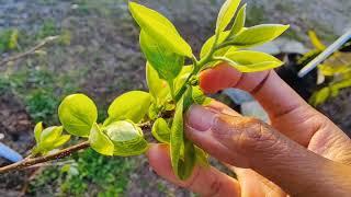 Update on My Tropical Fruit Trees