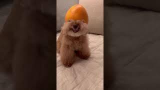 THE CUTEST SMILE! #shorts #cute #smile #dog #puppy #amazing #satisfying #love #poodle #trending