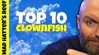 Top 10 Designer Clownfish