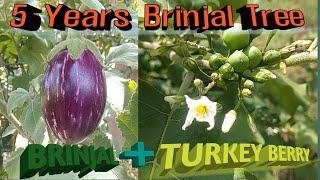 How to graft brinjal?Grafting brinjal on turkey berry plant.Make a brinjal tree surviving 5 years.