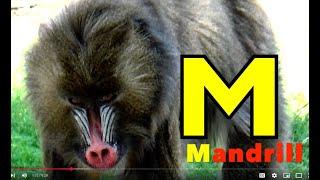 ALPHABET ANIMALS / PHONICS / ALPHABET SONG (Part 114) LETTERS & their SOUNDS / EDUCATIONAL  LEARNING