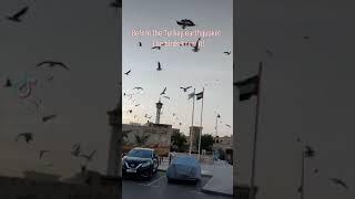 Before Turkey Earthquake! The birds knew it! #trending #viral #earthquake #turkey