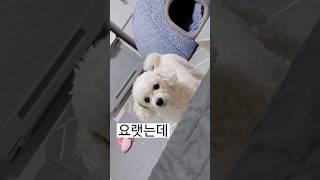 이번 애견미용 실패~!. 우리 강아지 하루아침에 못생겨짐... ;;;;