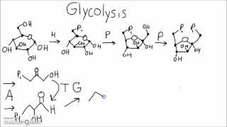 Biochemistry - Memorize Glycolysis Using This Mnemonic