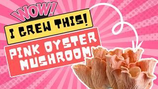 From Setup to Harvest: Pink Oyster Mushrooms in my Shrooly | Shrooly Review