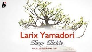Tony Tickle on Larix Teaser