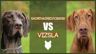 GERMAN SHORTHAIRED POINTER VS VIZSLA