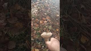 #грибоискатель #грибы