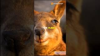 Five rare animals found only in Australia |  unknown facts about animals | #rareanimals #rareanimal